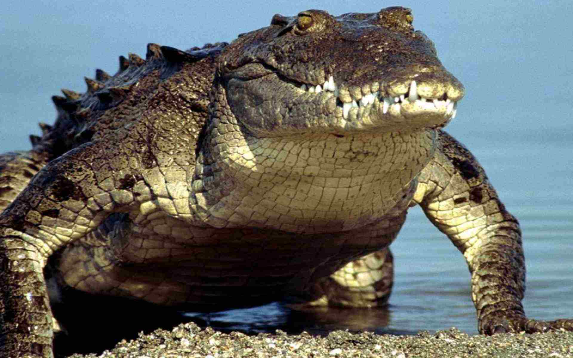 El Reptil Más Grande Del Mundo - HD Wallpaper 