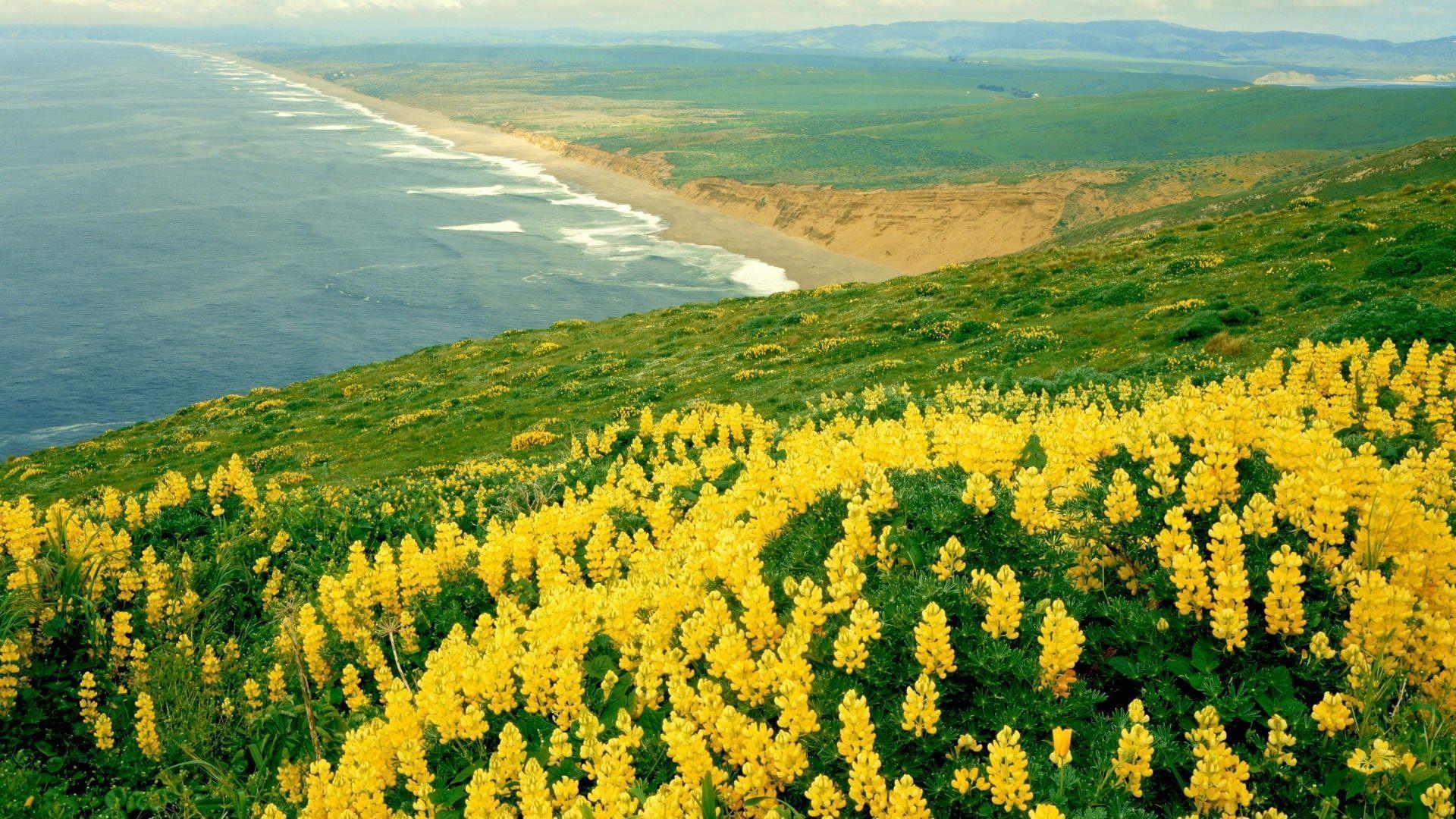 Field Nature Yellow Flowers Wallpaper - Point Reyes Flowers - HD Wallpaper 