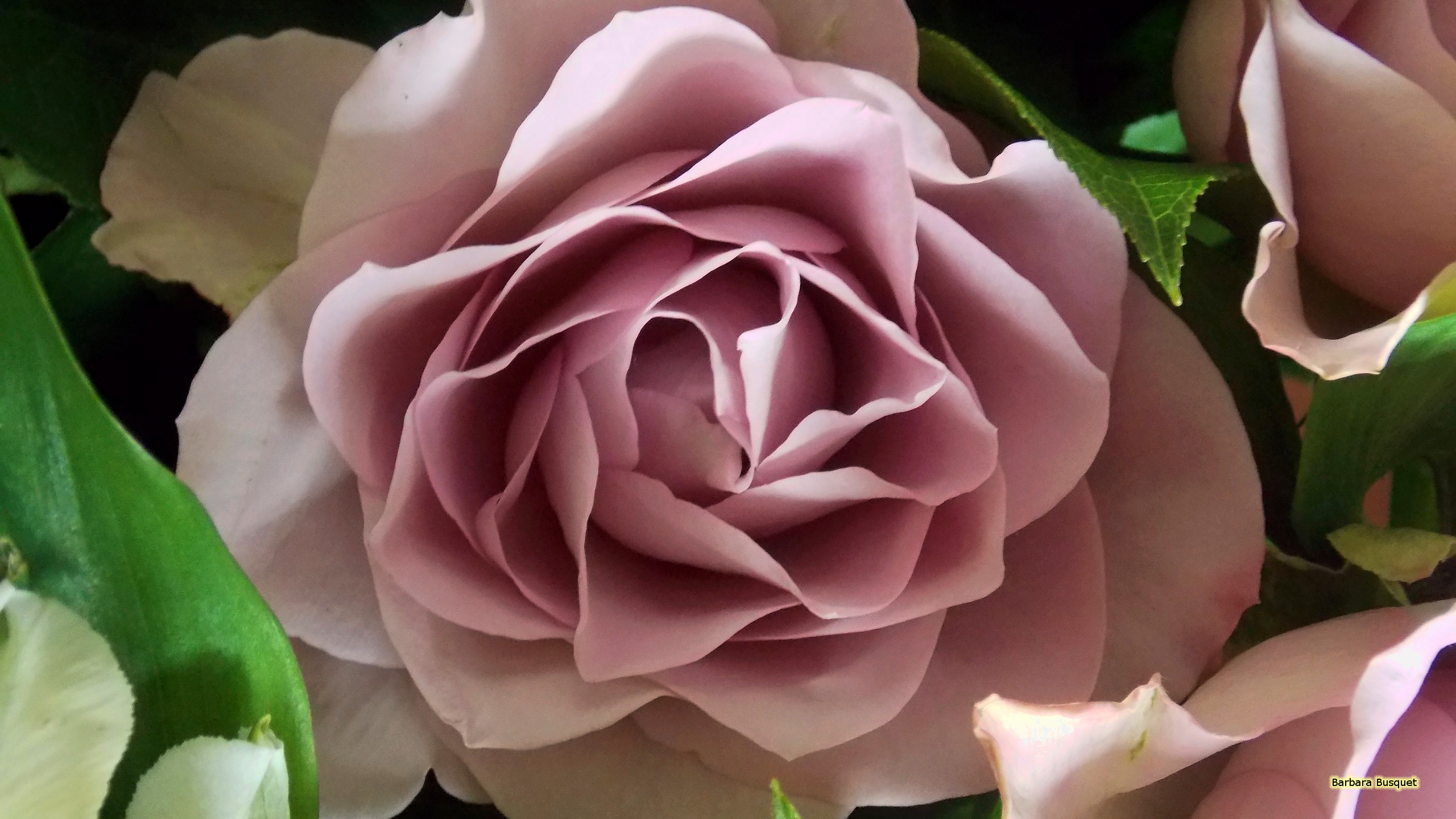 Pink Rose Close Up Photo 
 Data Src /w/full/b/6/7/294029 - Garden Roses - HD Wallpaper 