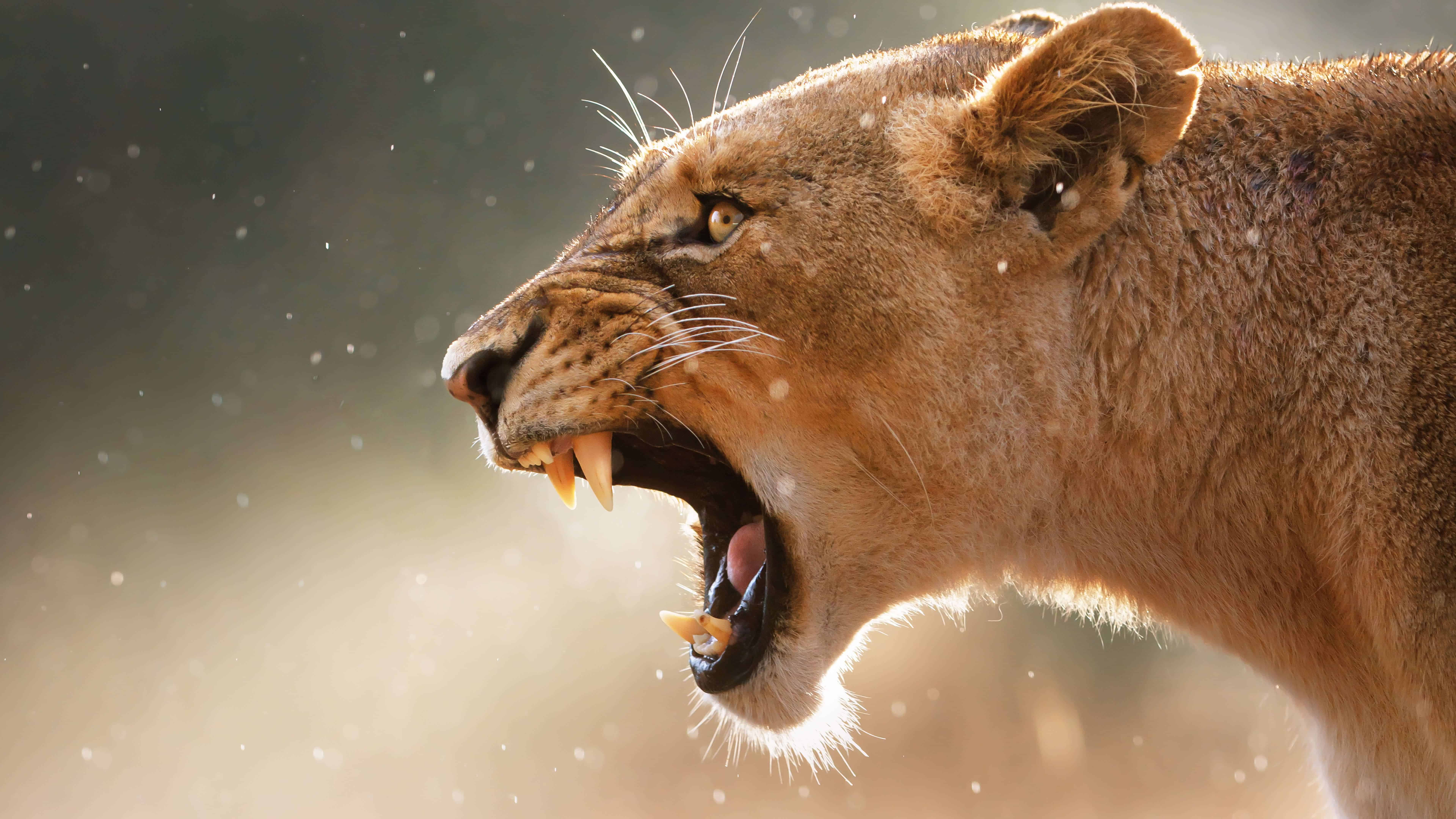 Angry Female Lion Uhd 8k Wallpaper - Mother's Love Is Unconditional Her Temper - HD Wallpaper 