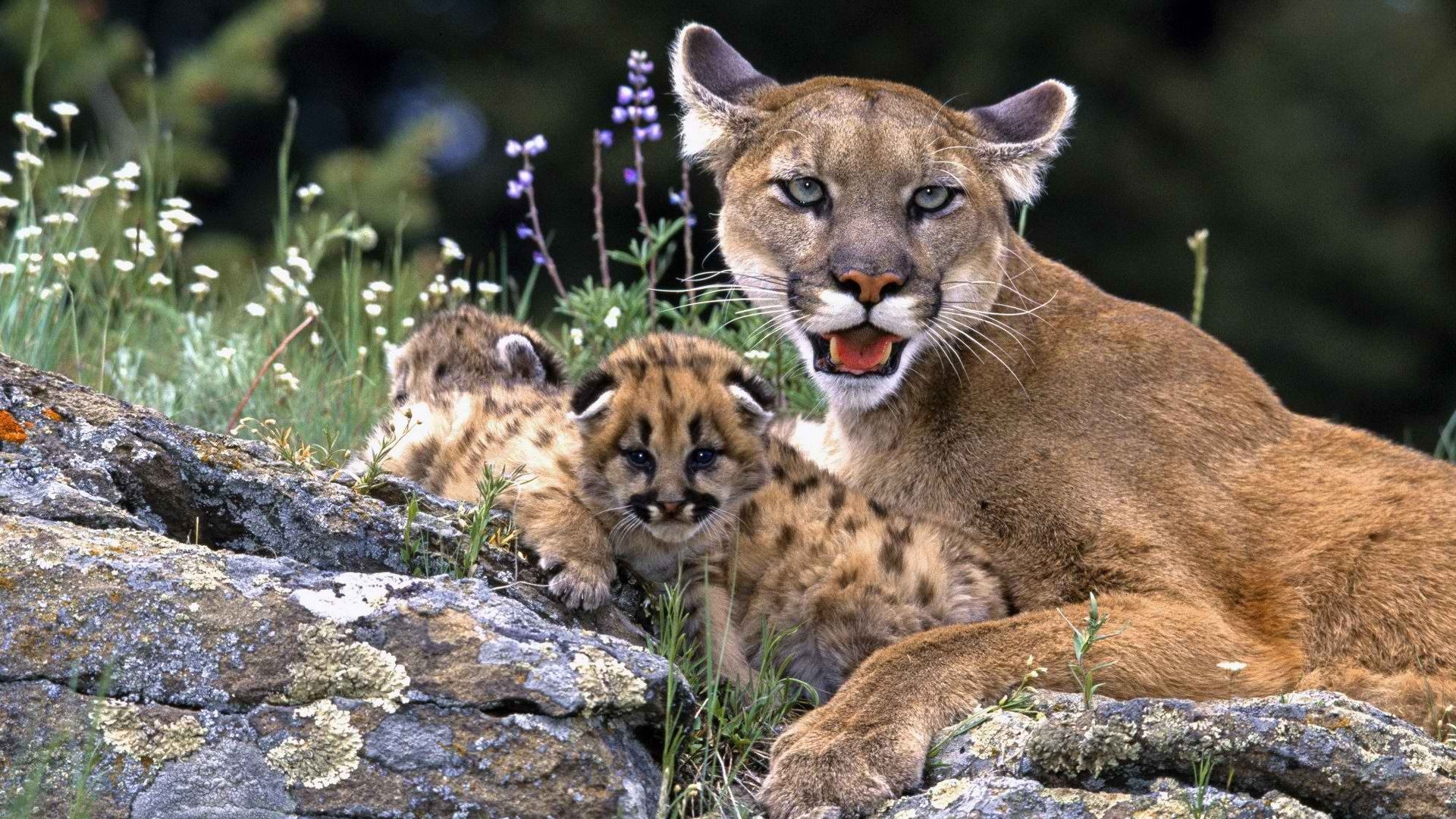 Colorado Mountain Lion Cub - HD Wallpaper 