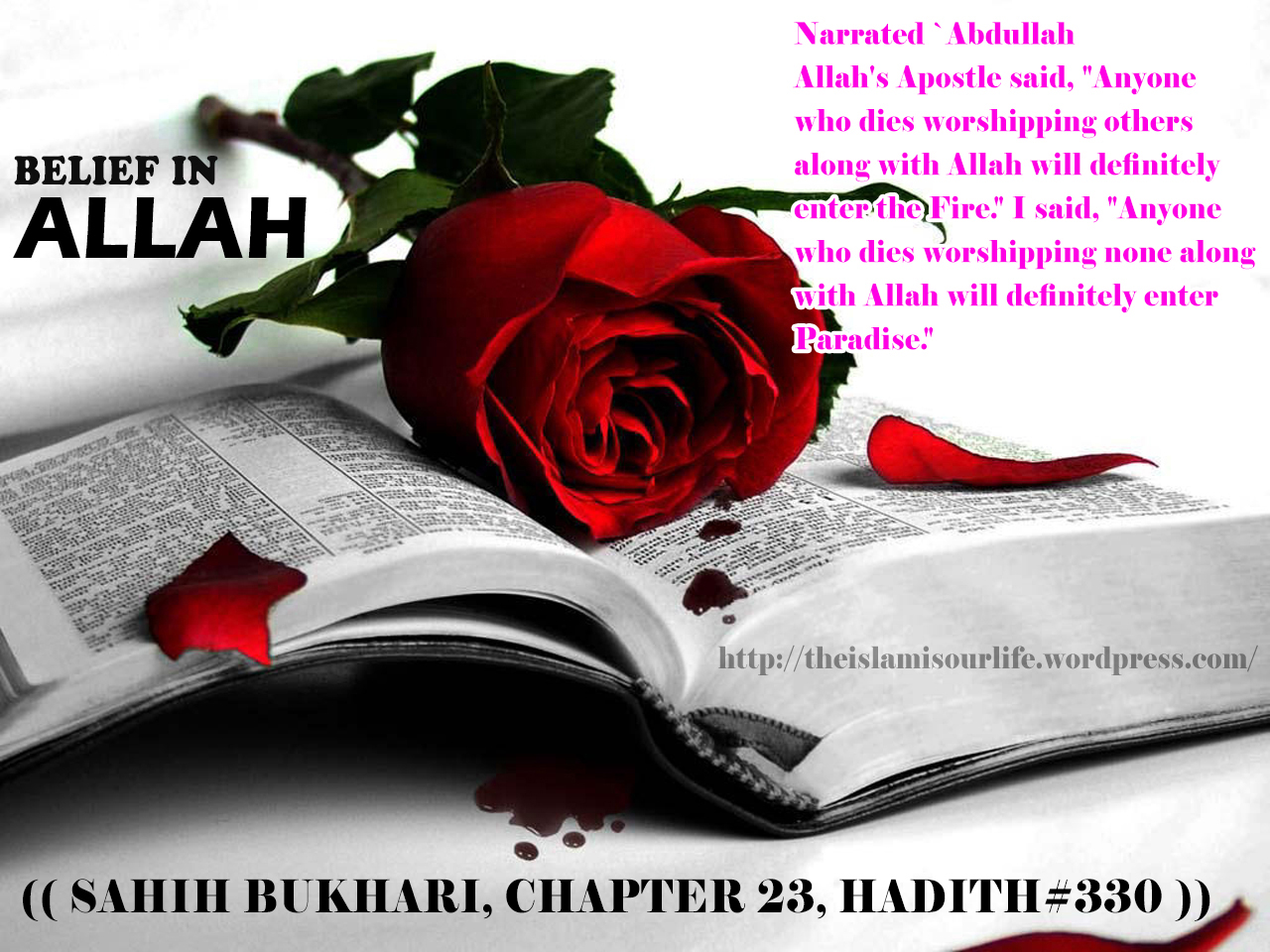 Beautiful Red Rose Wallpaper Colors 34511906 1280 - Sweet Dreams Red Rose - HD Wallpaper 