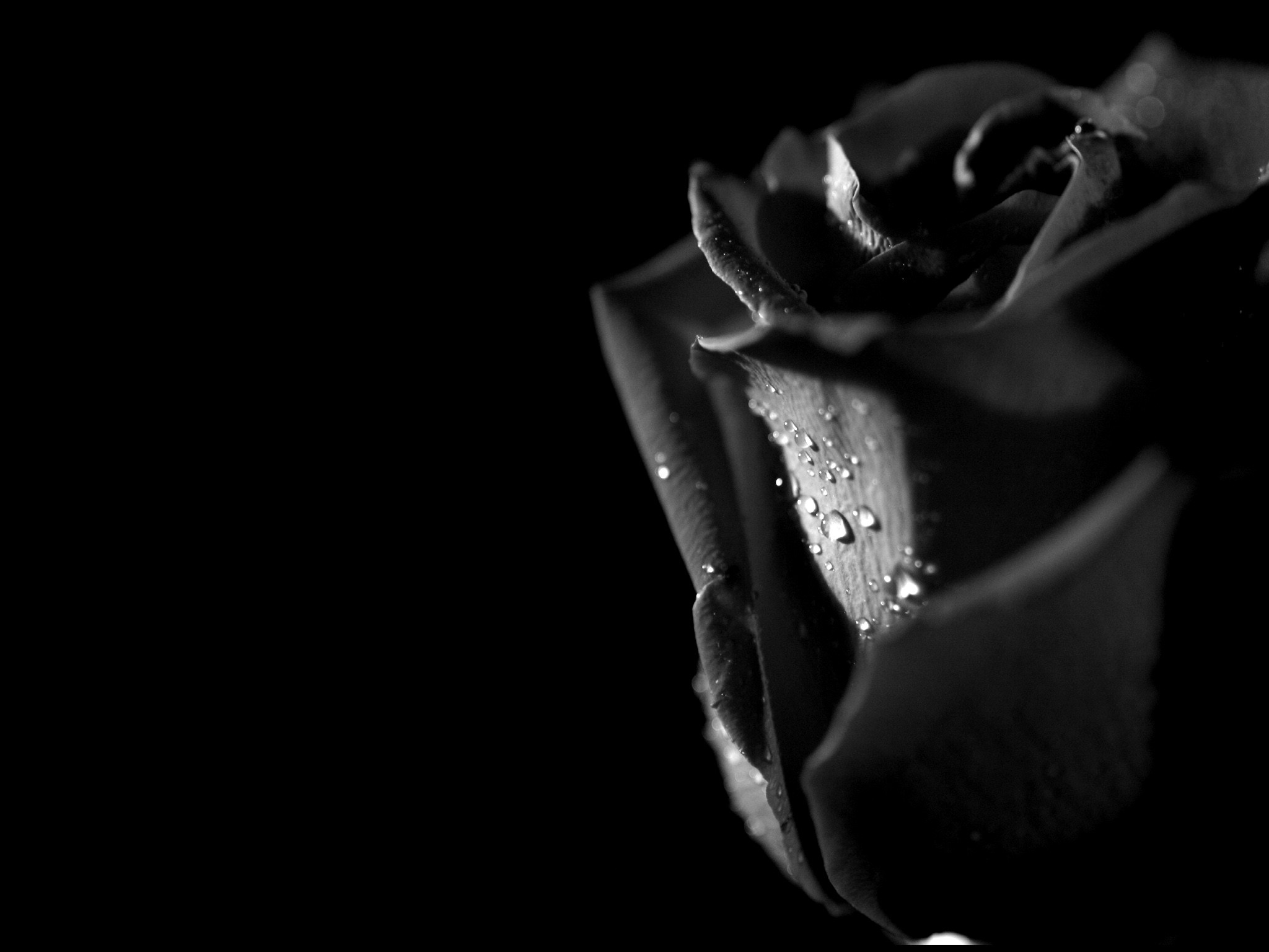 Tears And Roses 
 Data-src - Flower Of Darkness - HD Wallpaper 