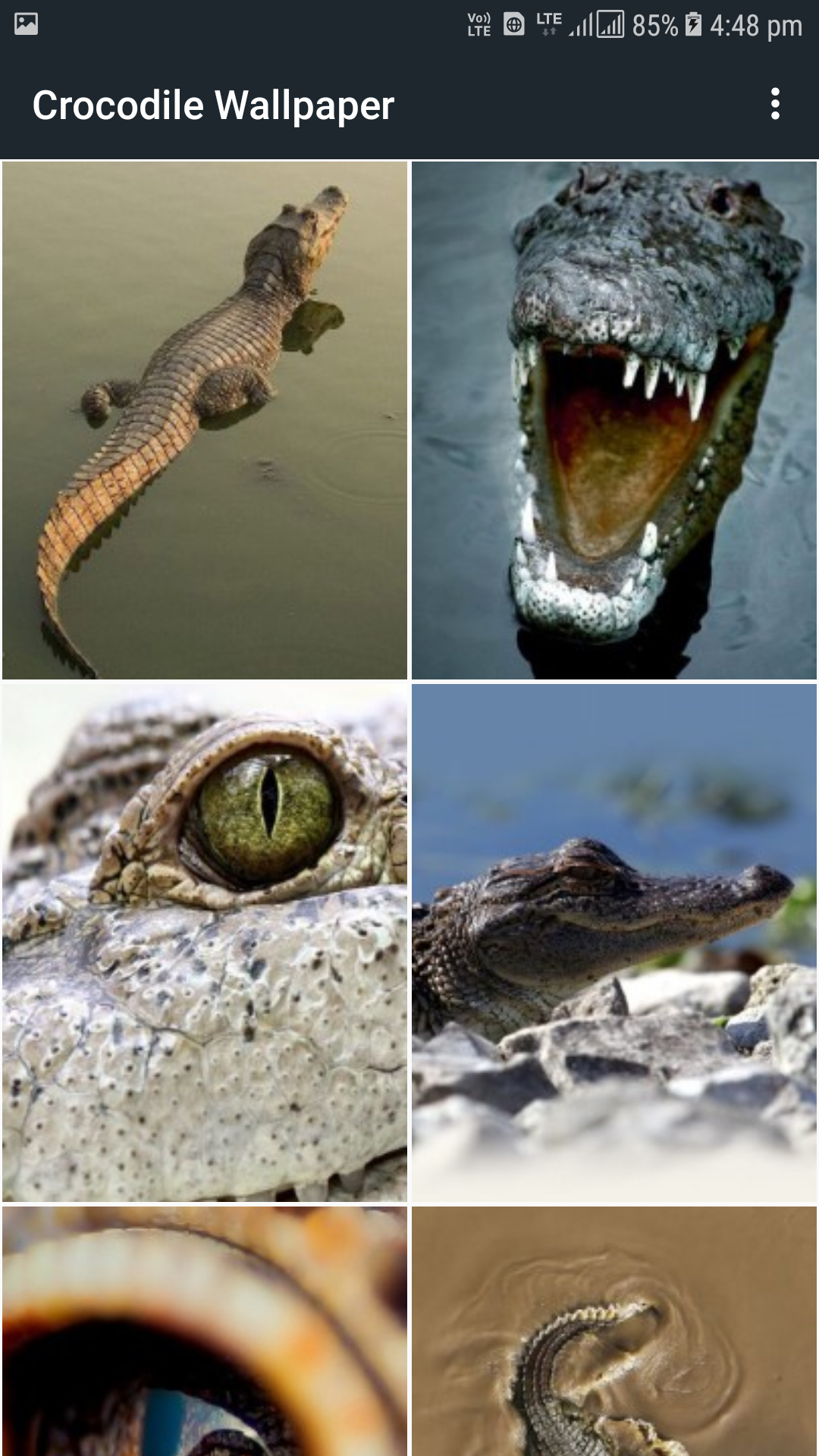 Crocodile - HD Wallpaper 