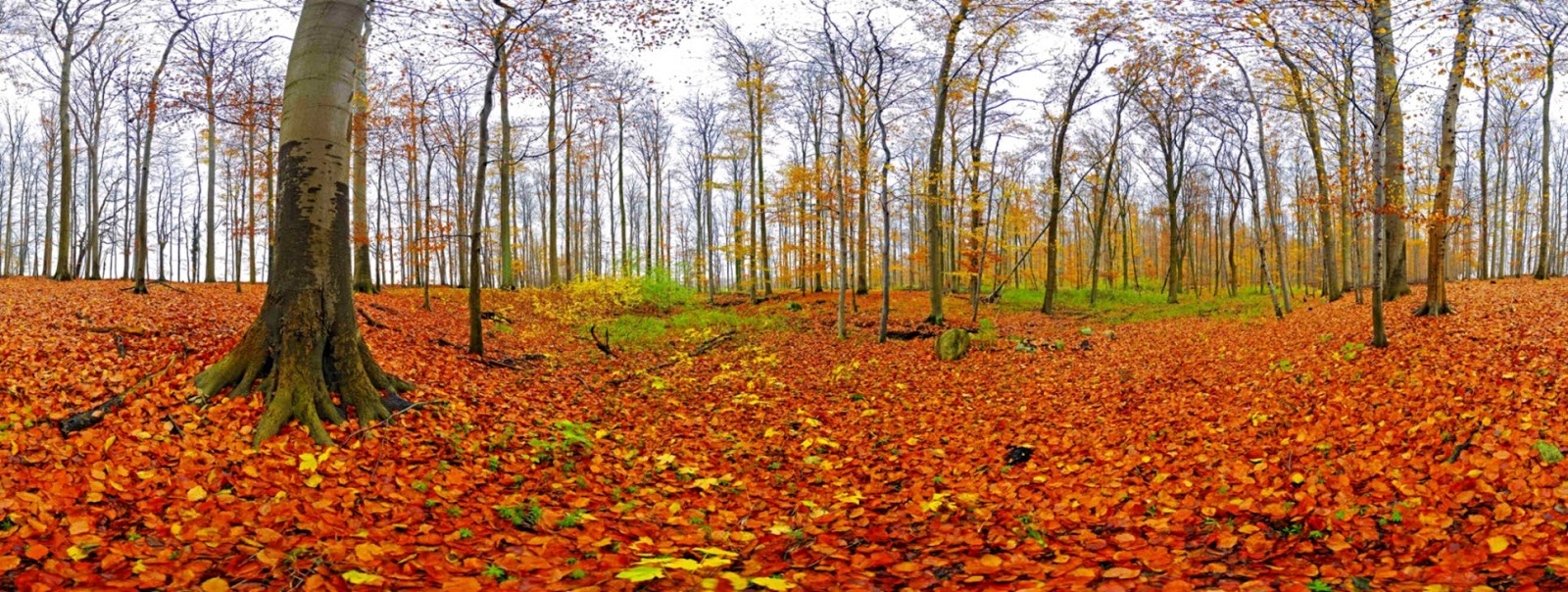 Degree Seamless Panoramic 5603 Seamless 360 Degree - Download Panorama Images Autumn 360 - HD Wallpaper 