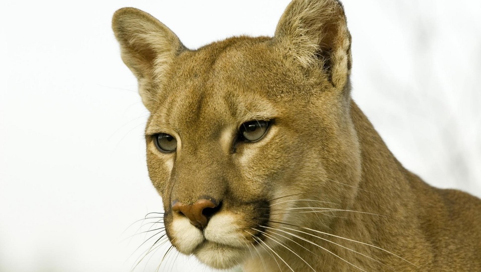 Nose, Face, Look, Mountain Lion, Head, Mustache, Puma - Puma Face - HD Wallpaper 