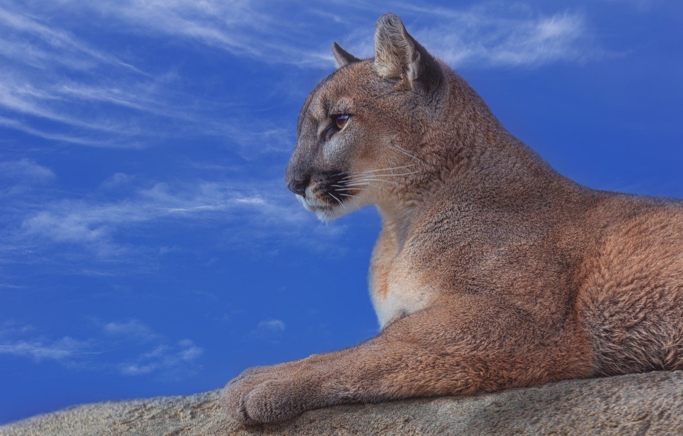 Photo Wallpaper The Sky, Portrait, Profile, Puma, Wild - Mountain Lion Profile - HD Wallpaper 