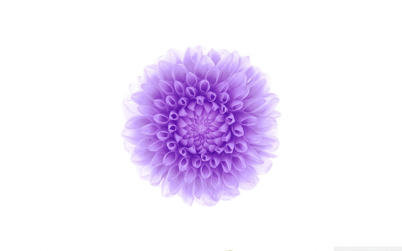Iphone 6 Wallpaper Flower Purple - HD Wallpaper 