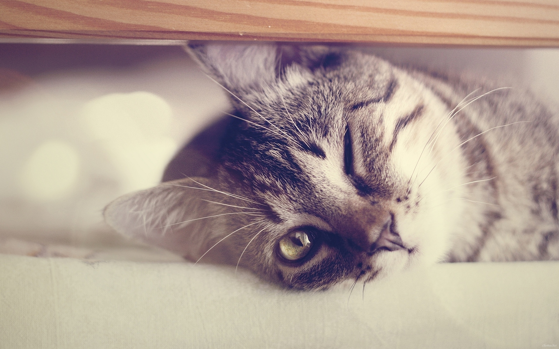 Facebook Cover Kittie - One Eye Blink Cat - HD Wallpaper 
