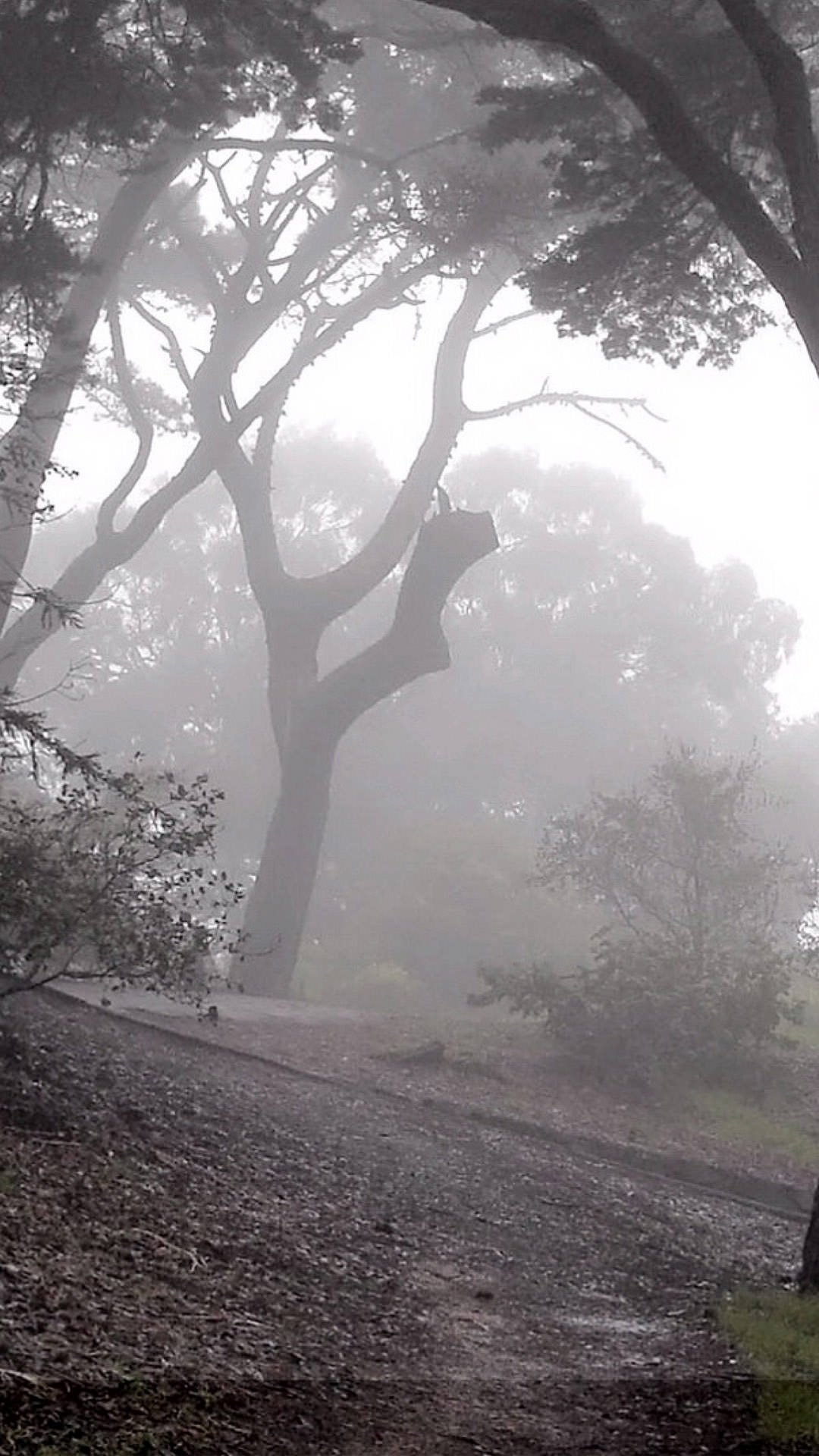 Fog Forest - HD Wallpaper 