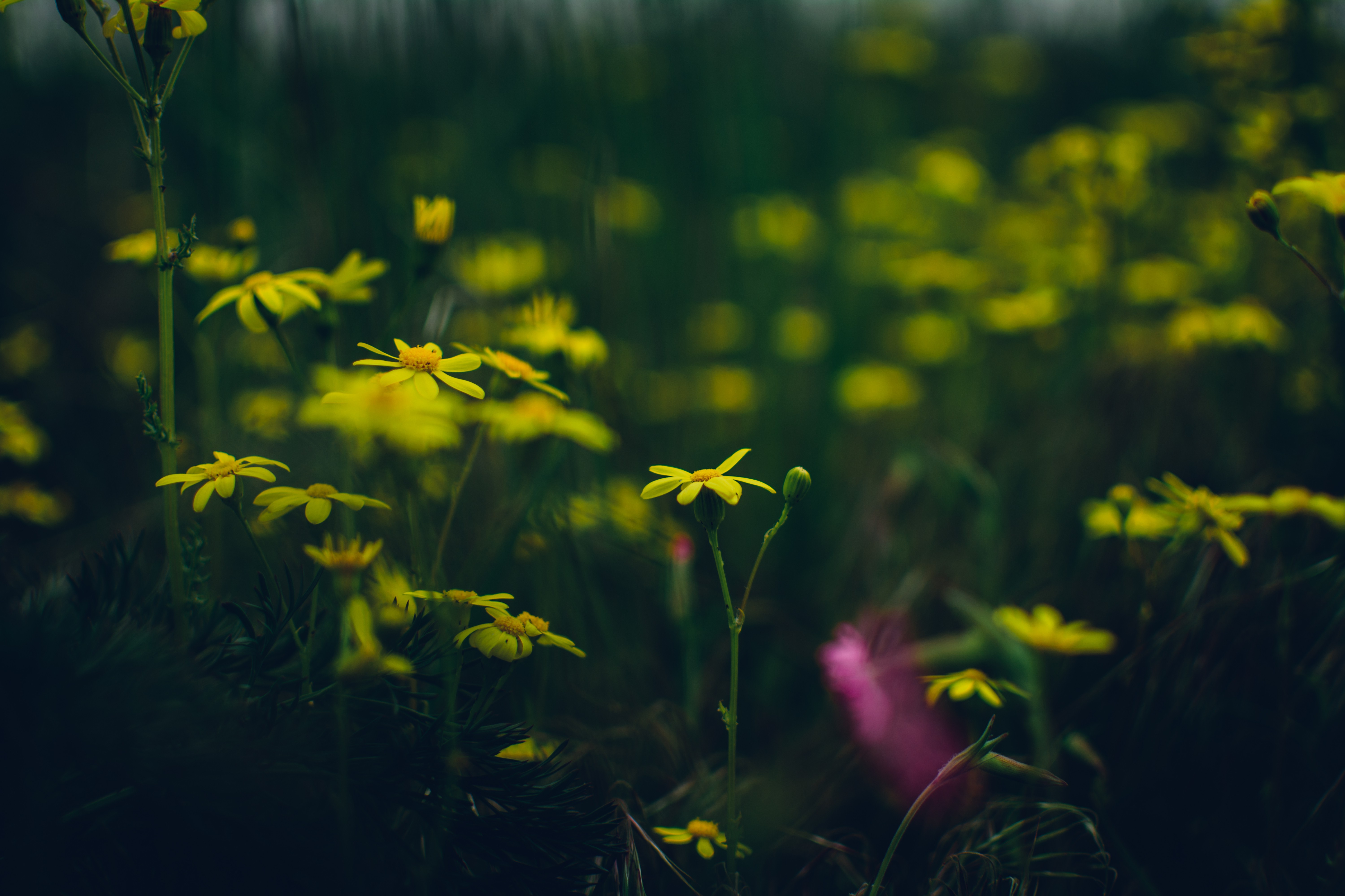 Hd Wallpaper Dark Nature - 6000x4000 Wallpaper Hd Wallpaper Dark Nature - 6000x4000 Wallpaper