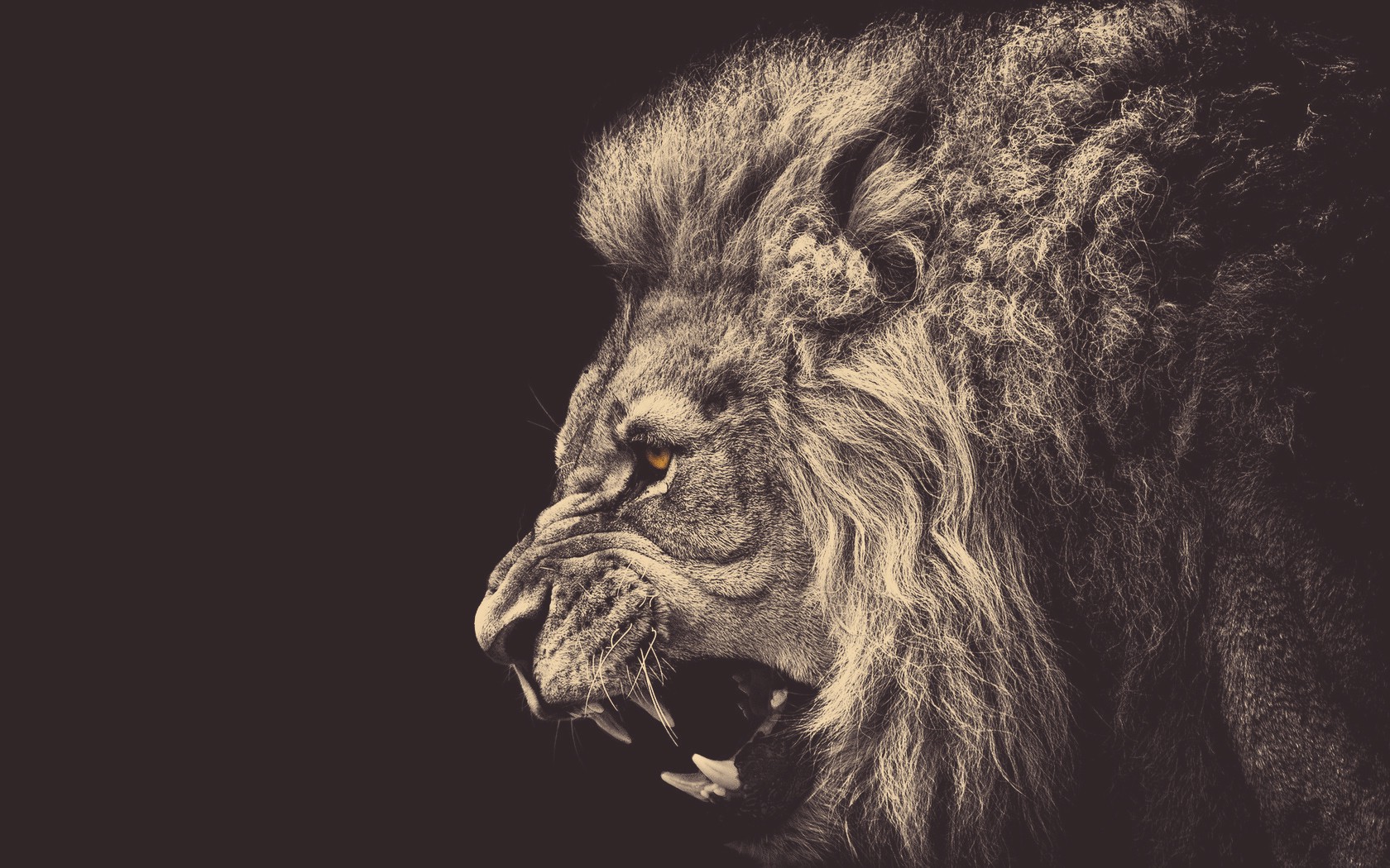 Lion Photography - HD Wallpaper 