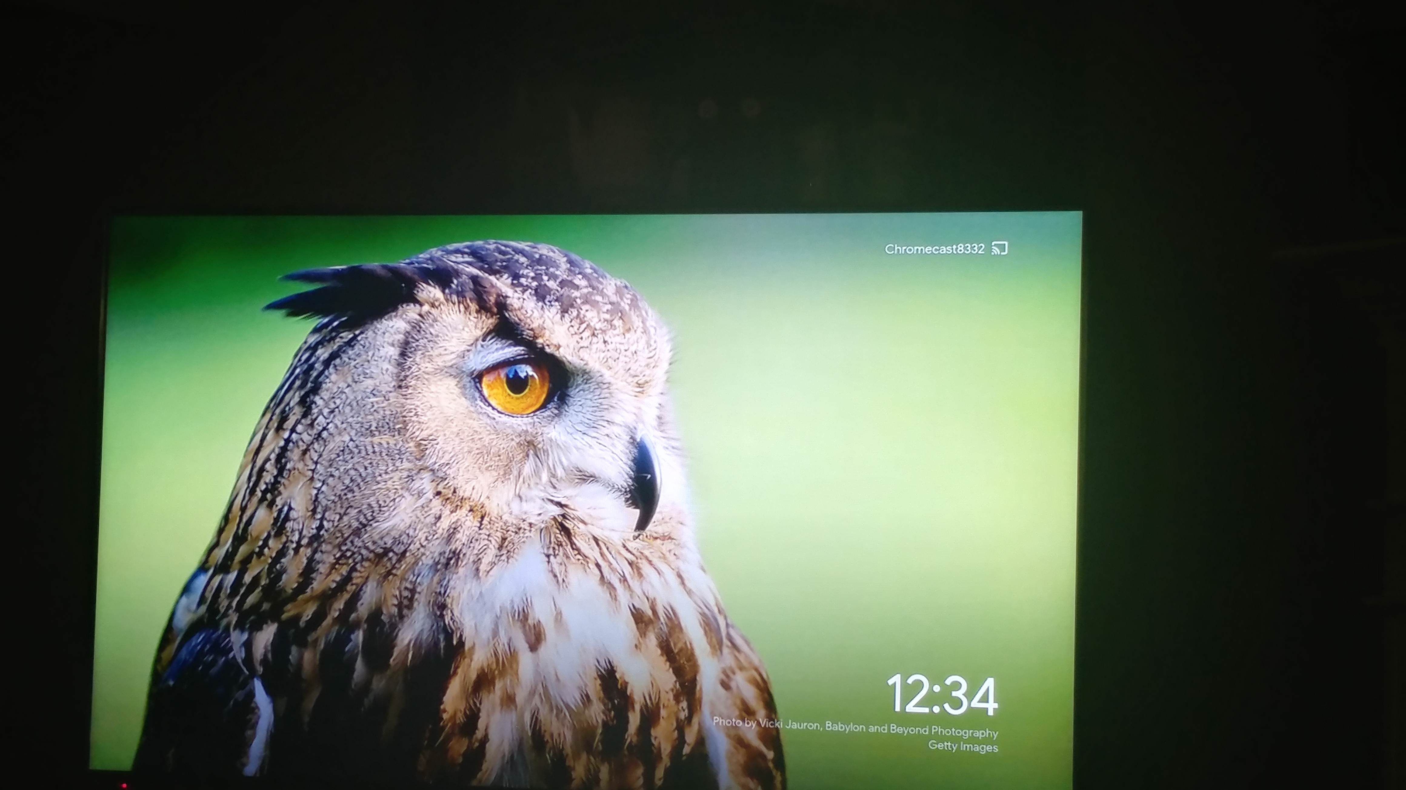 Screech Owl - HD Wallpaper 