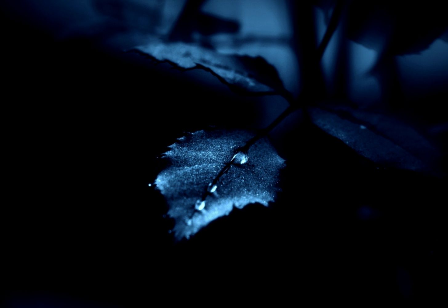 Flowers Rose Tears Blue Leaf Flower Wallpaper For Desktop - Aasman Bhi Rota Hai Shayari - HD Wallpaper 