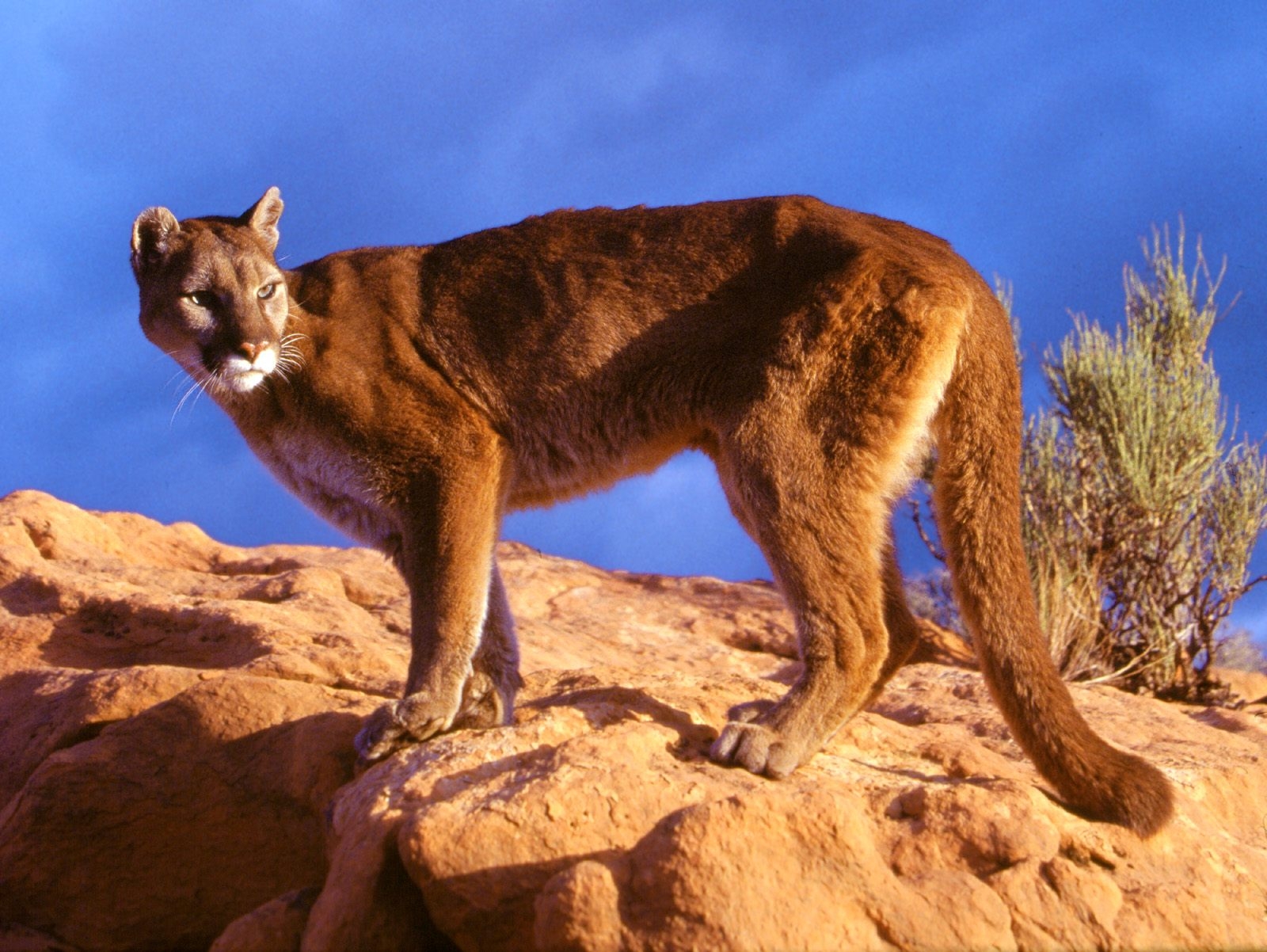 Puma Feline - HD Wallpaper 