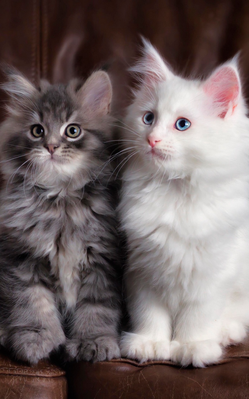 Wallpaper Kittens, Cats, Fluffy, Colorful, Cute - Pretty Kitties - HD Wallpaper 