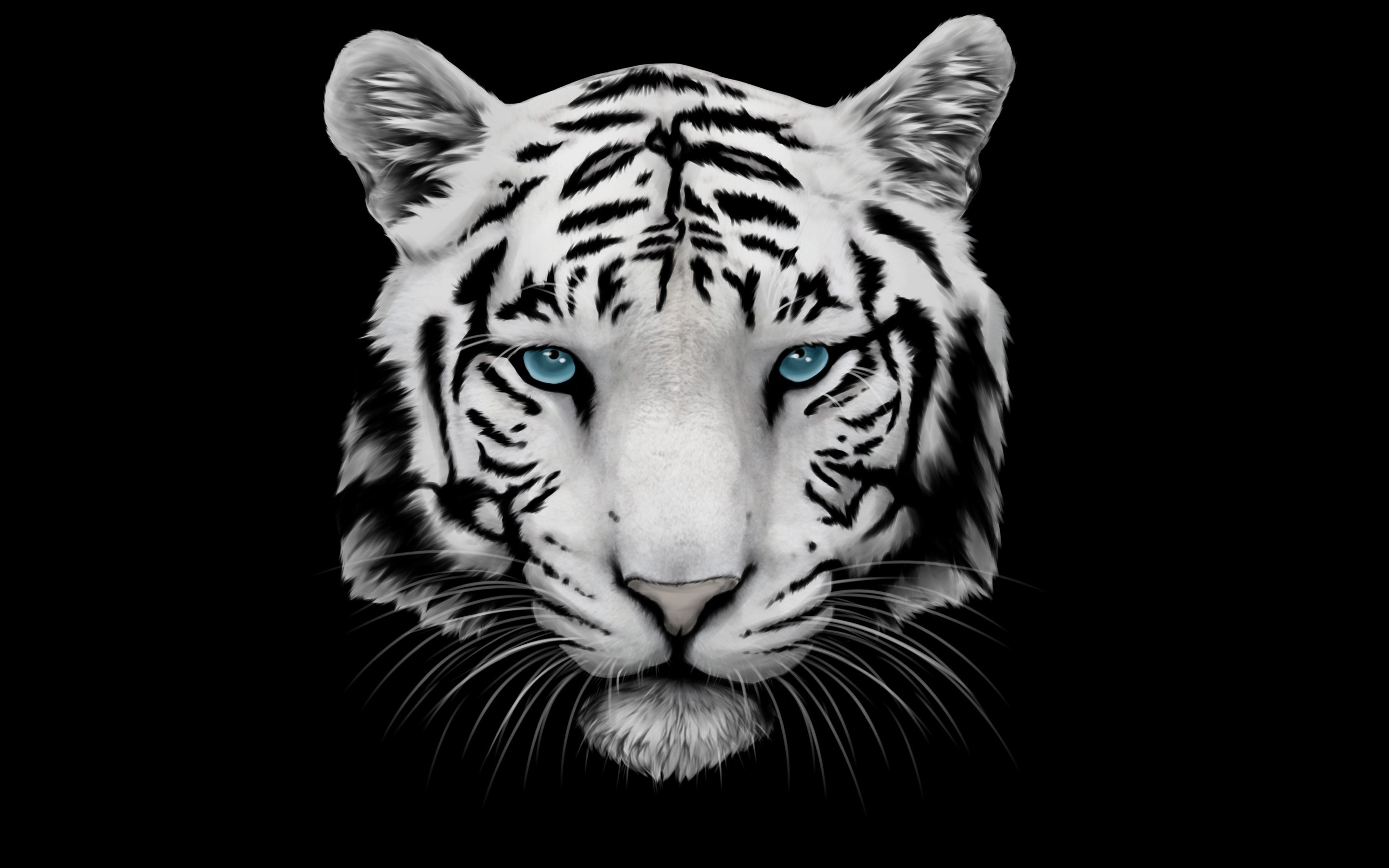 White Tiger Black Background - HD Wallpaper 
