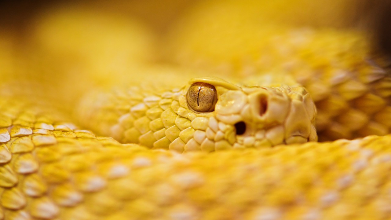 Snakes With Yellow Eyes - HD Wallpaper 