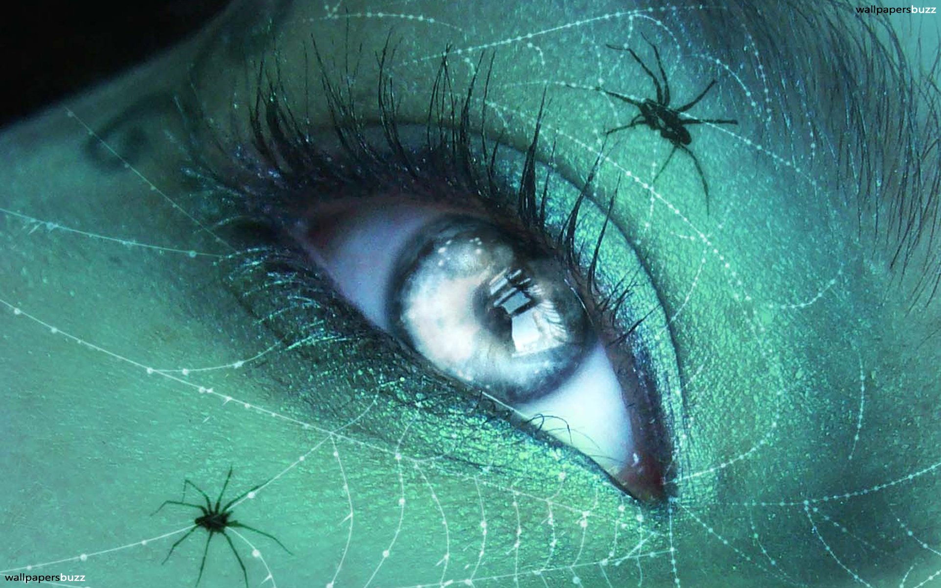 Halloween Spiders - HD Wallpaper 