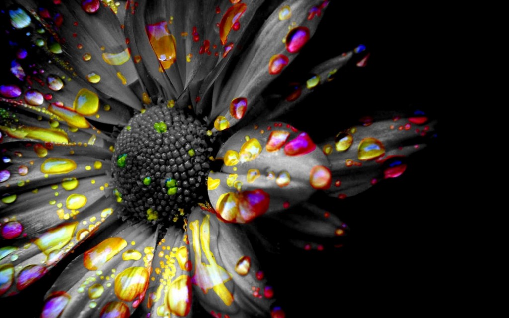 Black And White Flower With Color - HD Wallpaper 