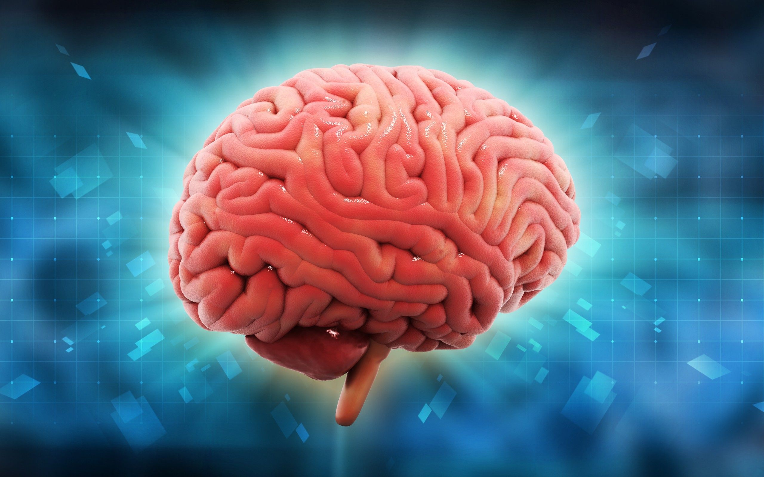 Human Brain - HD Wallpaper 