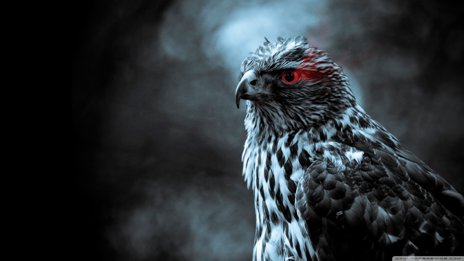 Hawk Wallpaper Hd - HD Wallpaper 
