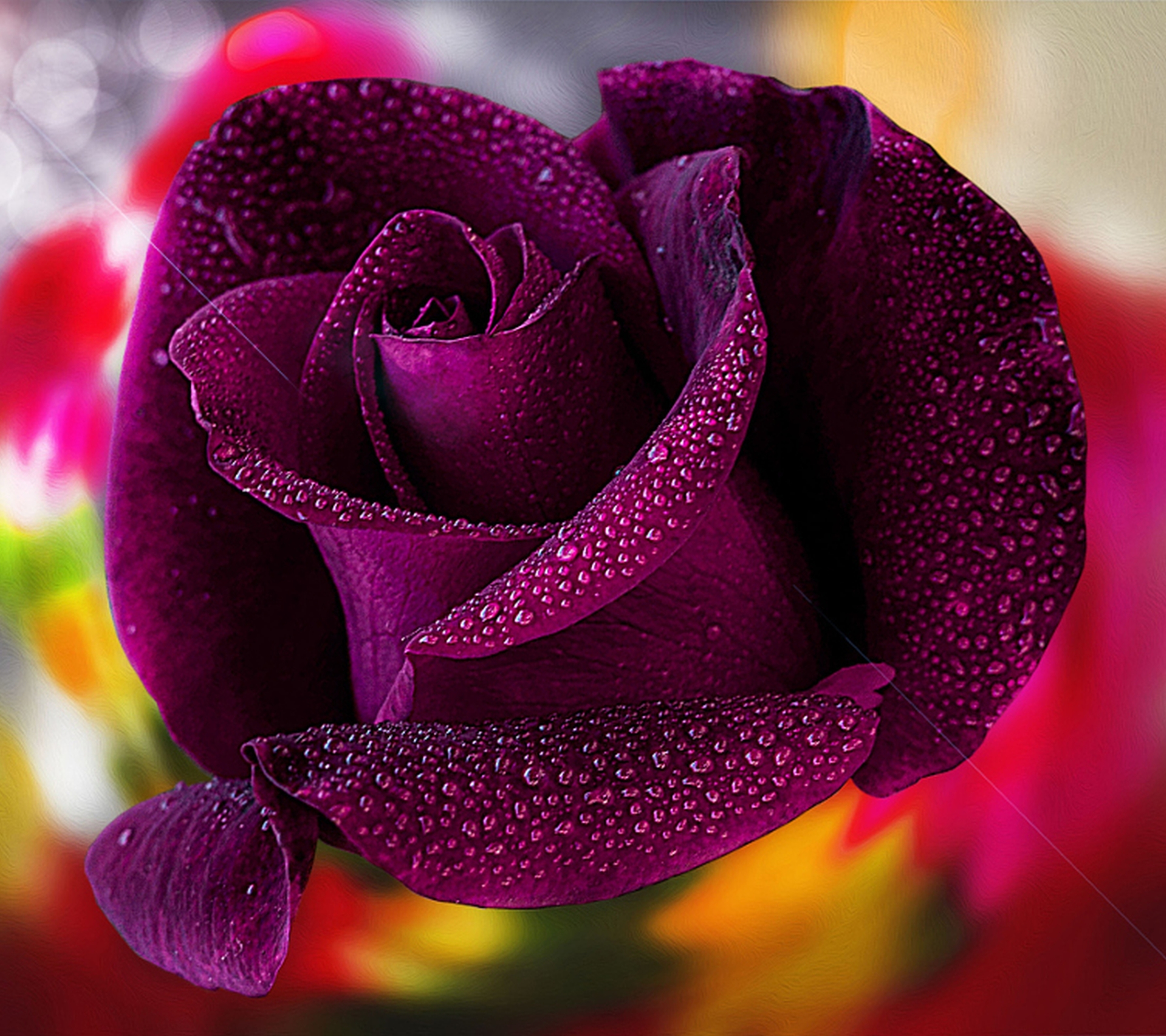 Самые Красивые Розы Маленькие - HD Wallpaper 