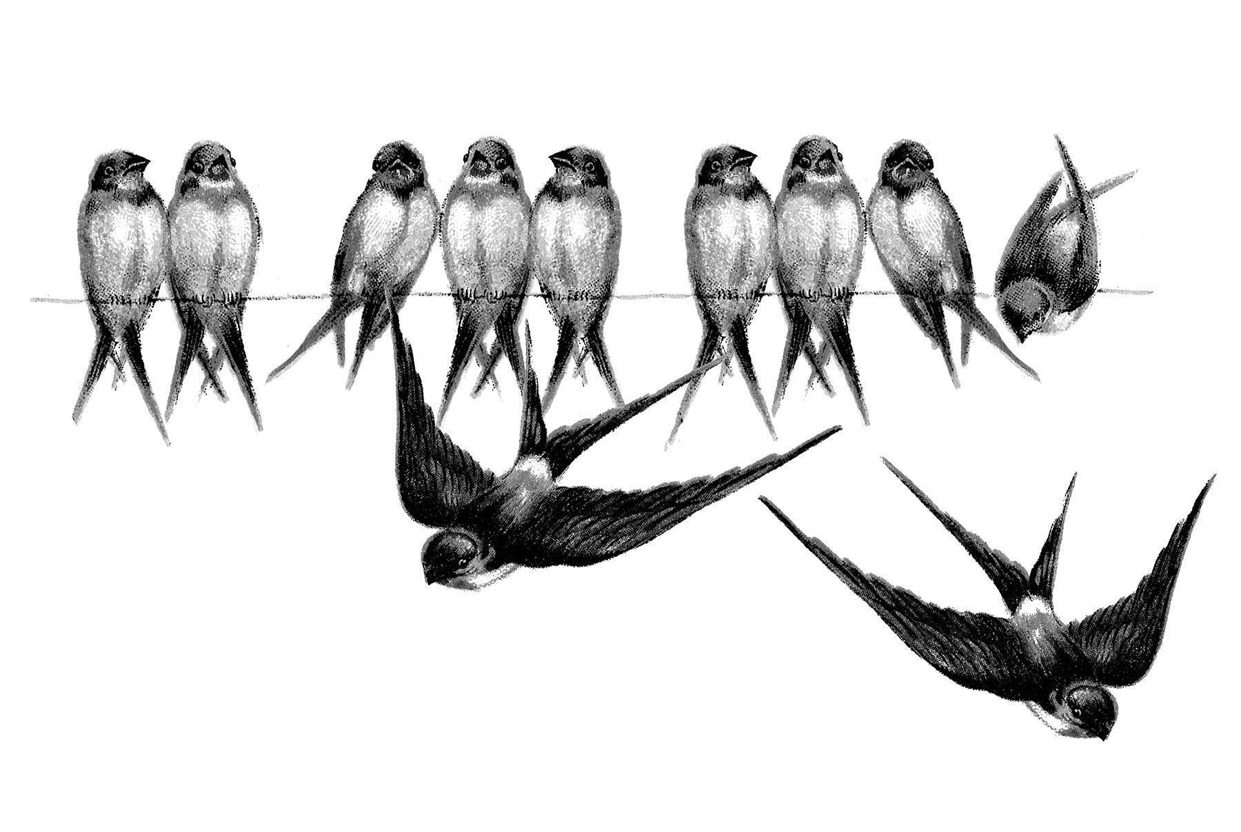 Vintage Bird Wallpaper - HD Wallpaper 