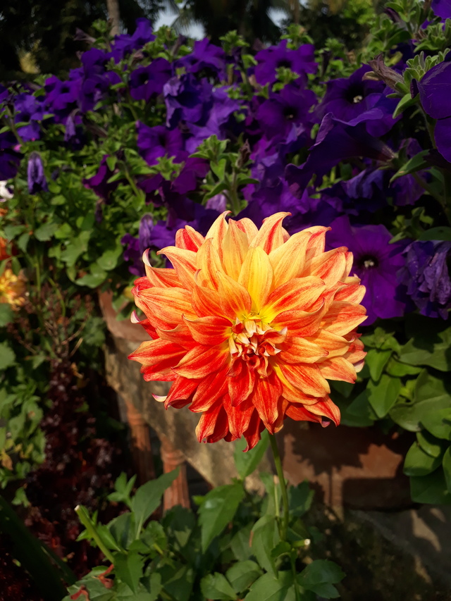 Dahlia - HD Wallpaper 