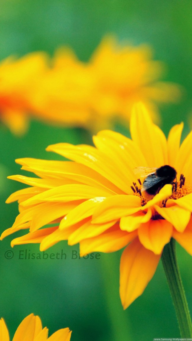 Galaxy Grand Prime Wallpapers - Hd Wallpaper Samsung S3 - HD Wallpaper 