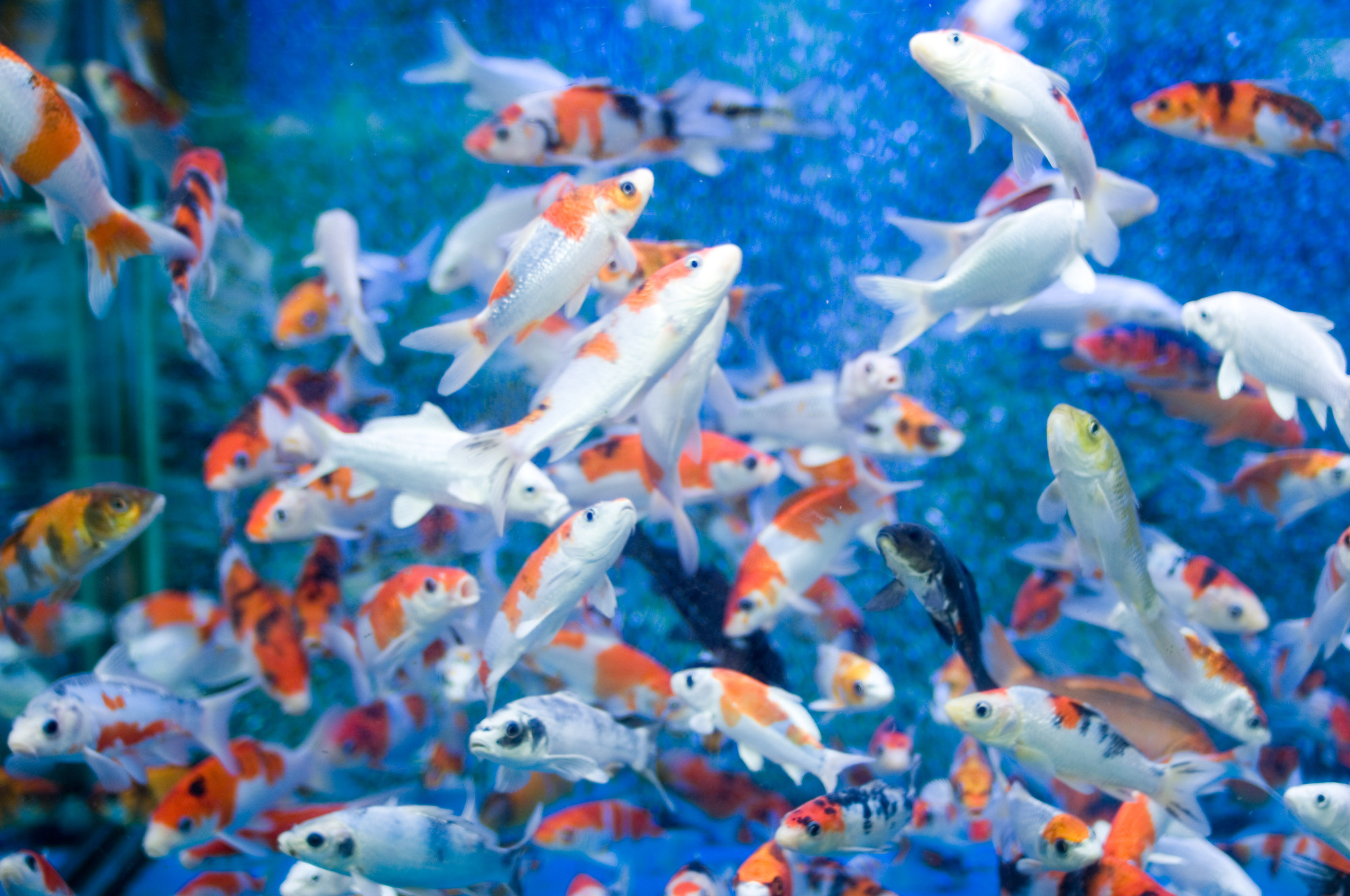 Aquarium Fish Tank Wallpaper - Fish Aquarium Wallpaper Hd - HD Wallpaper 