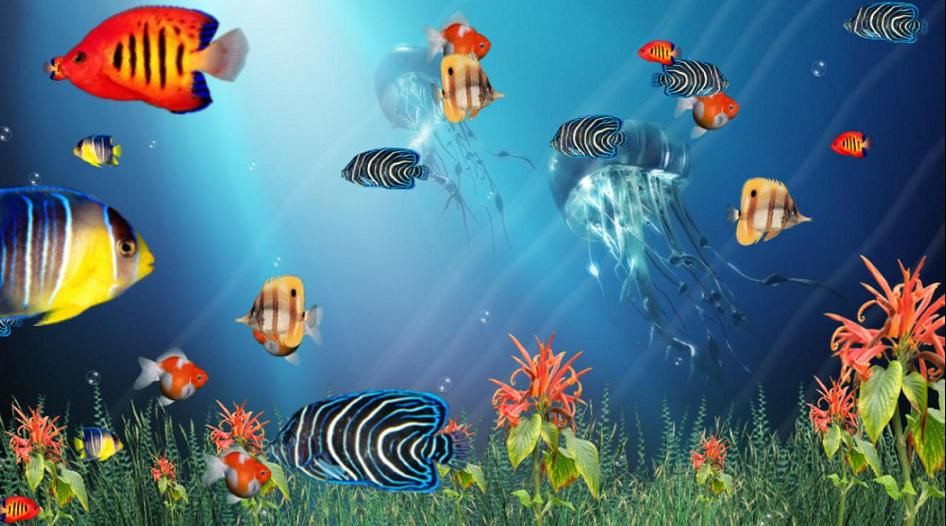 Screensaver Fish - 946x526 Wallpaper 