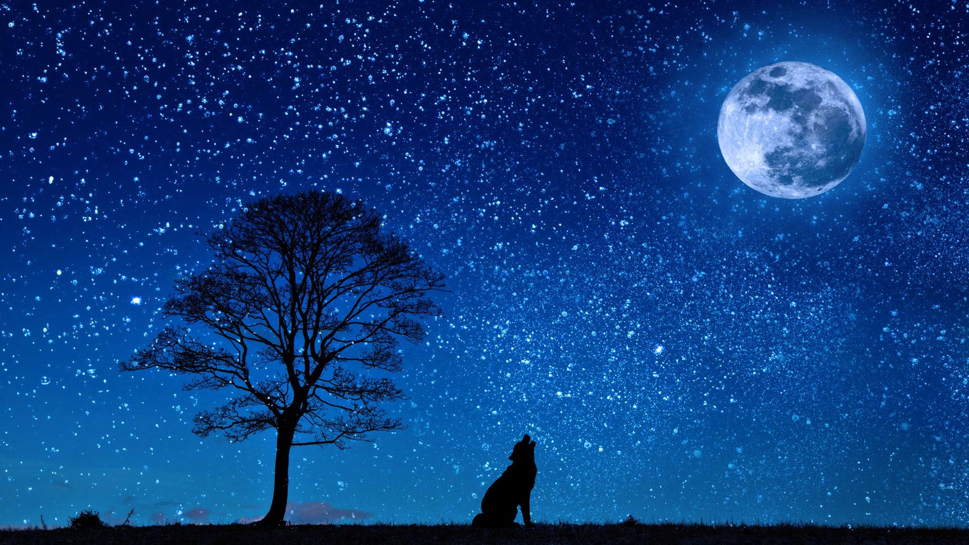 Moon Stars And Wolf Tree Silhouette View - Stars And Moon - HD Wallpaper 