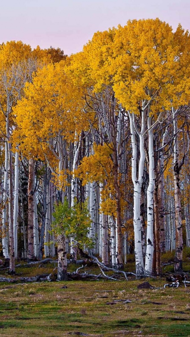Autumn Birch Tree - HD Wallpaper 