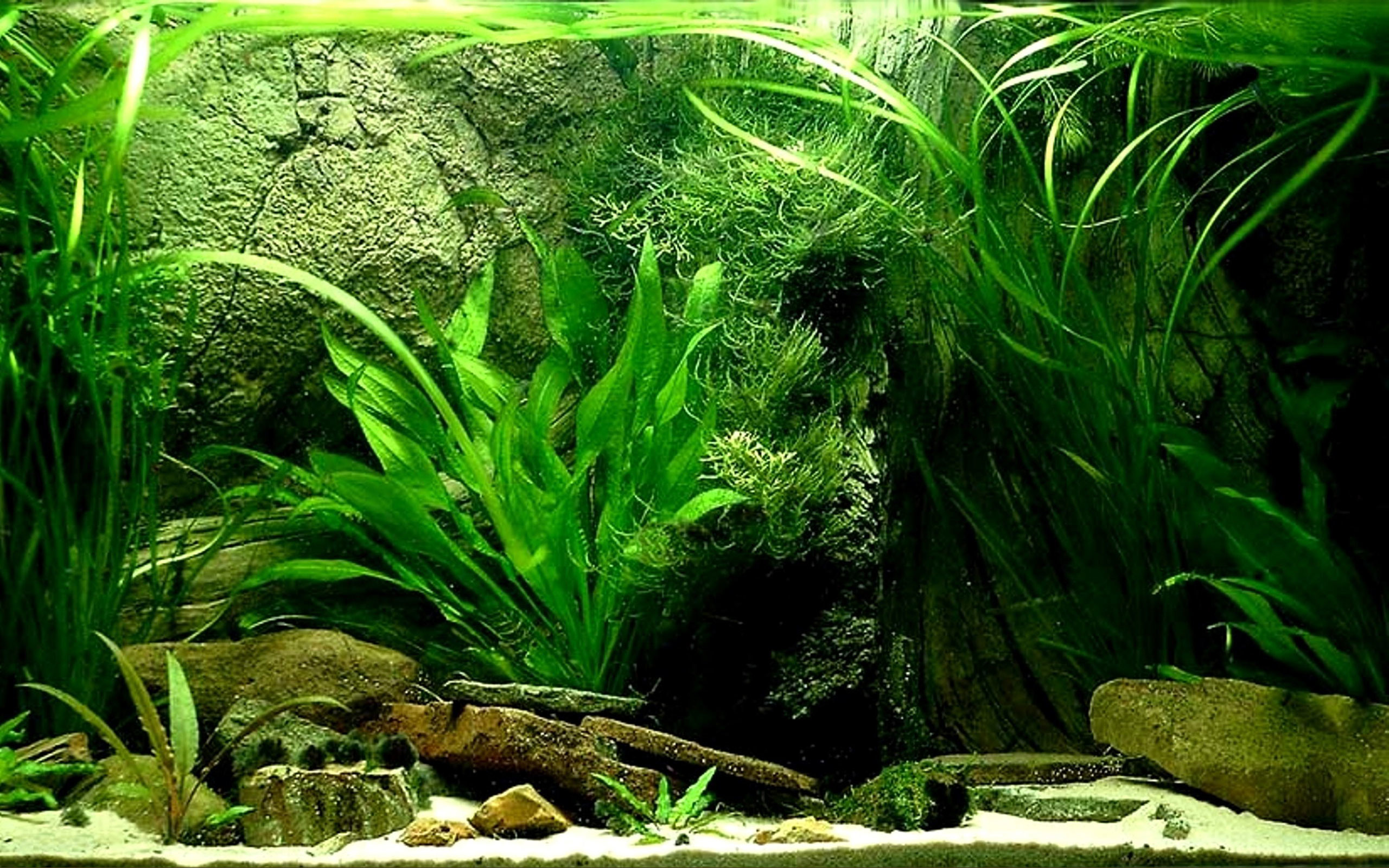 Wiki Fish Tank Wallpapers Hd Pic 
 Data Src - Fish Tank Background Poster - HD Wallpaper 