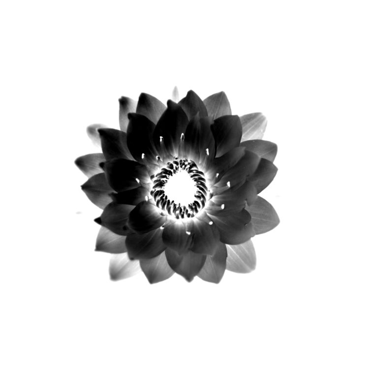 White Backgrounds With Black Flower - HD Wallpaper 