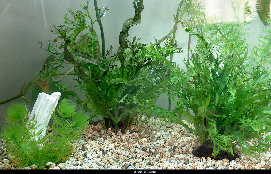 Fish Tank Background - HD Wallpaper 