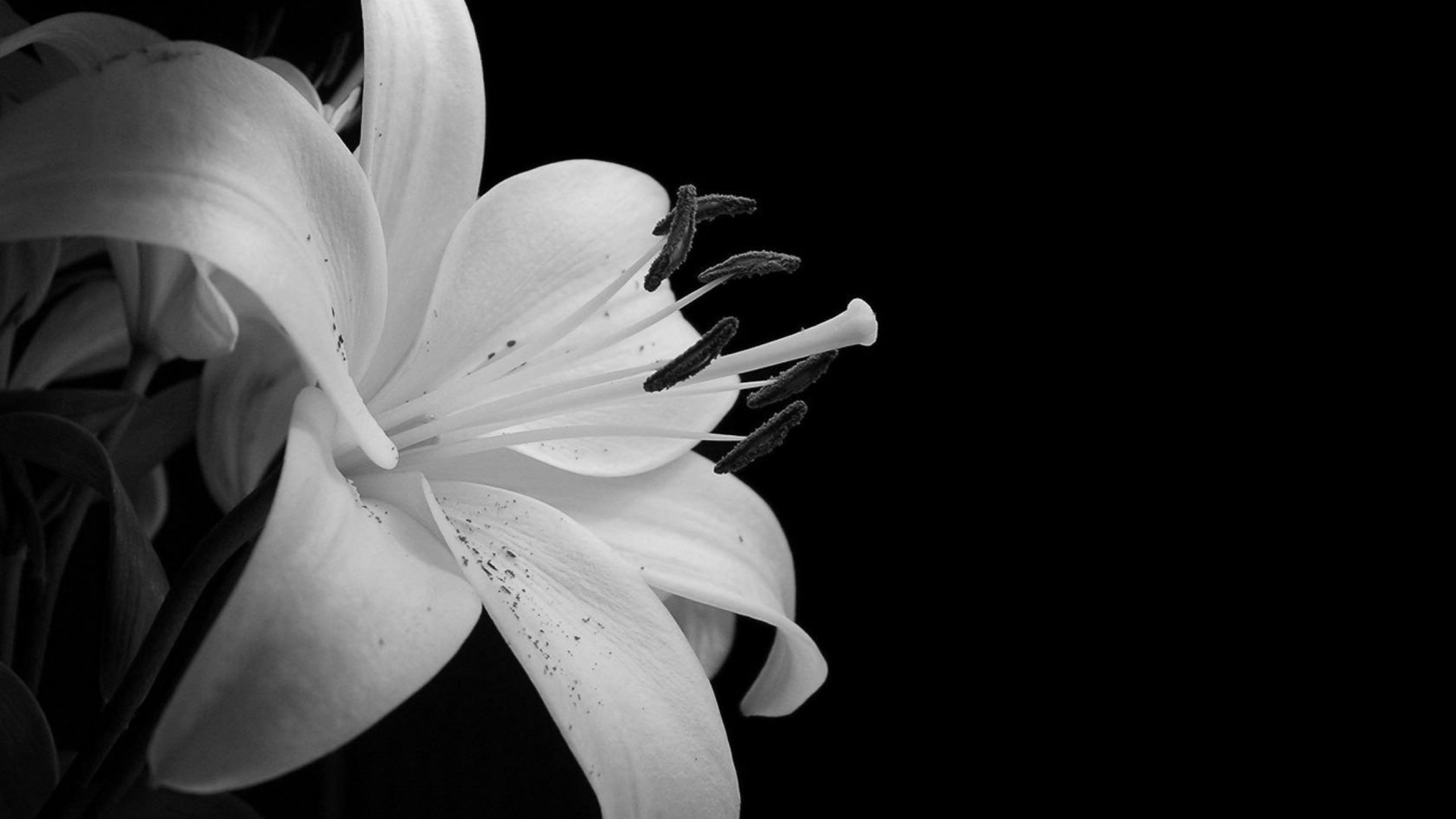 Black And White Wallpaper Free - HD Wallpaper 