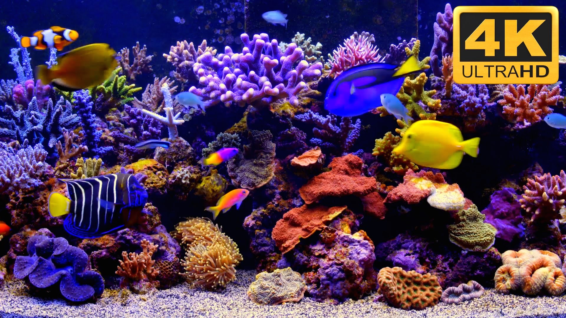 Full Size Of Fish Tank Free Fish Tank Tv Screensaver - Hd Aquarium - HD Wallpaper 