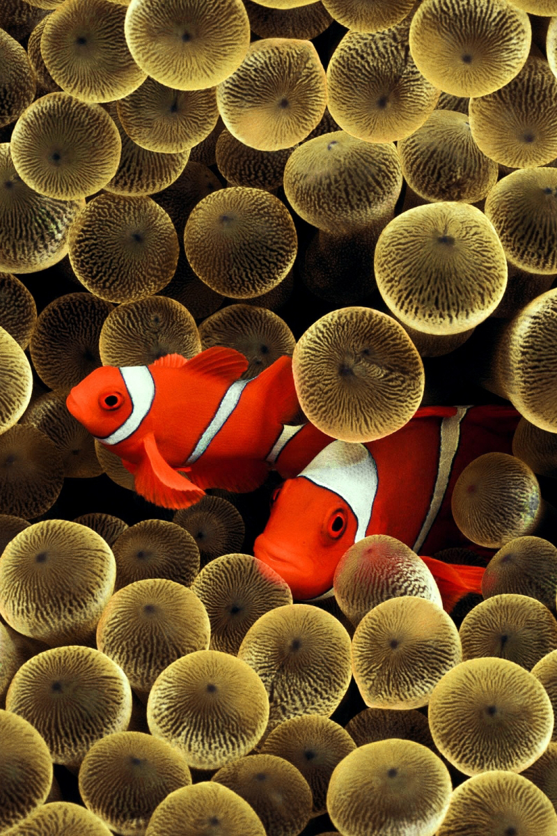 3d Golden Clown Fish Android Wallpaper - HD Wallpaper 