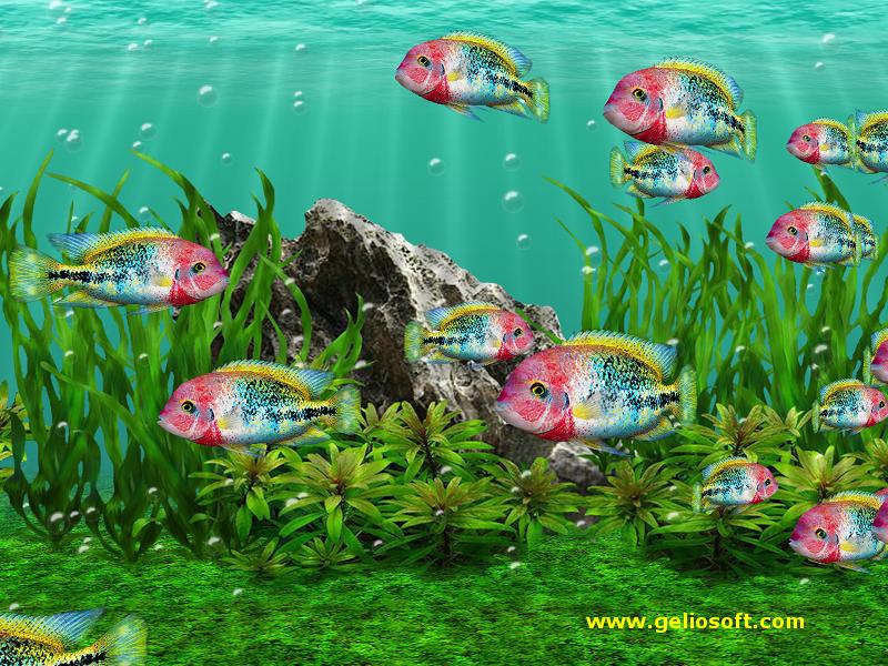 Moving Fish Wallpaper Windows 7 - HD Wallpaper 