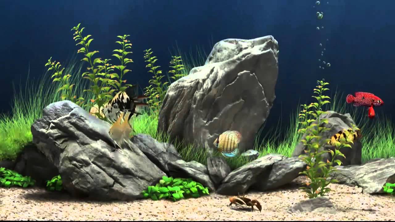 Free Fish Tank Screensaver - HD Wallpaper 
