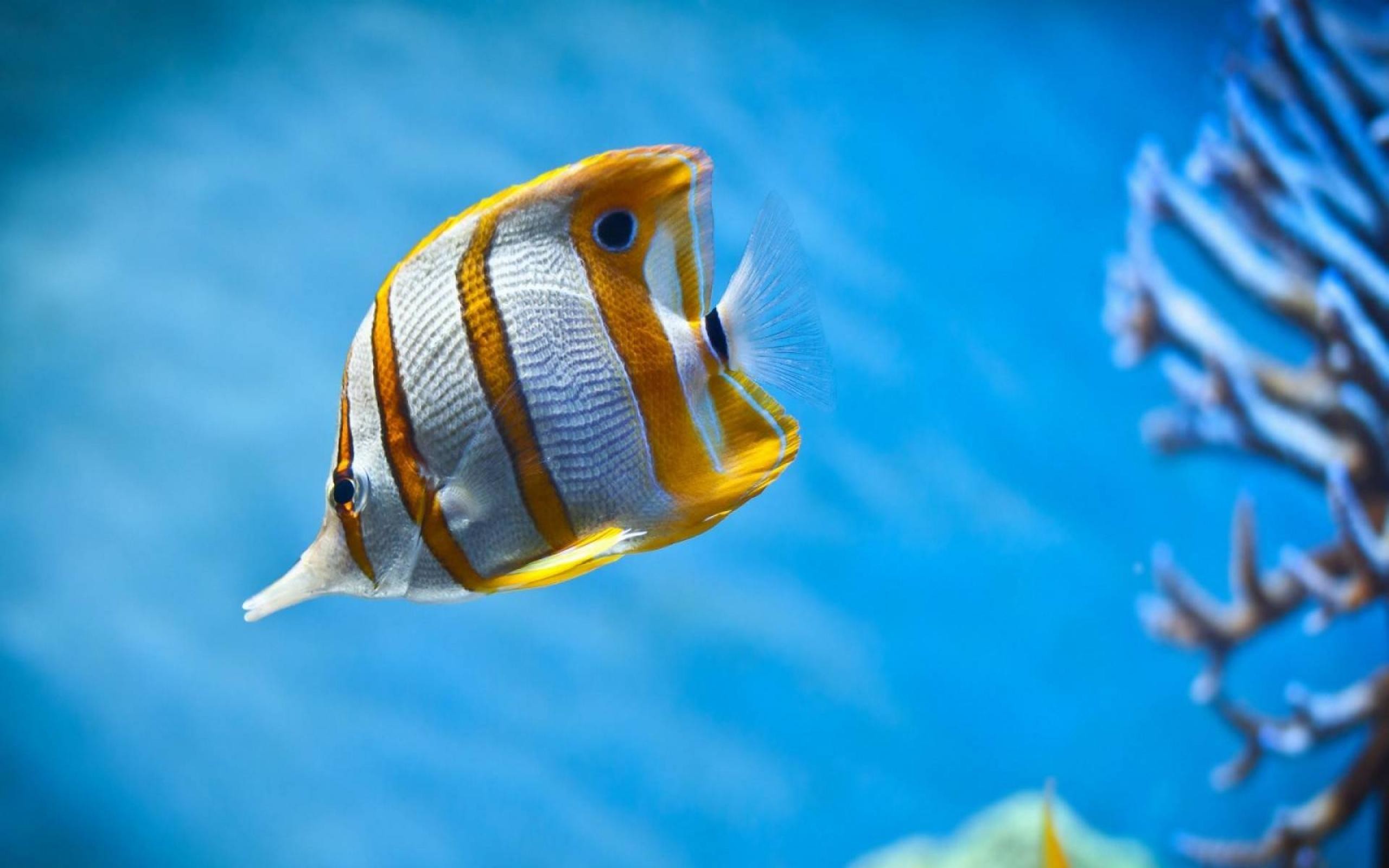 Moving Fish Wallpaper P34pr5y Jpg Picserio 
 Data Src - Beautiful Butterfly Fish - HD Wallpaper 