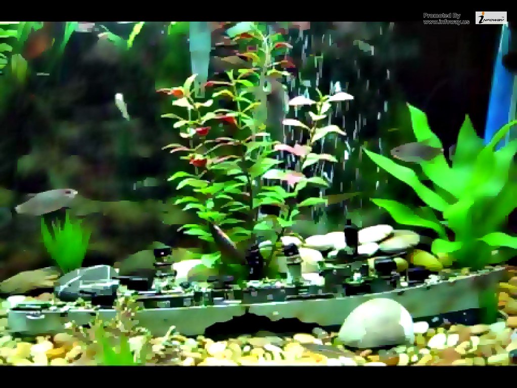 Freshwater Aquarium 20 Gallon - HD Wallpaper 