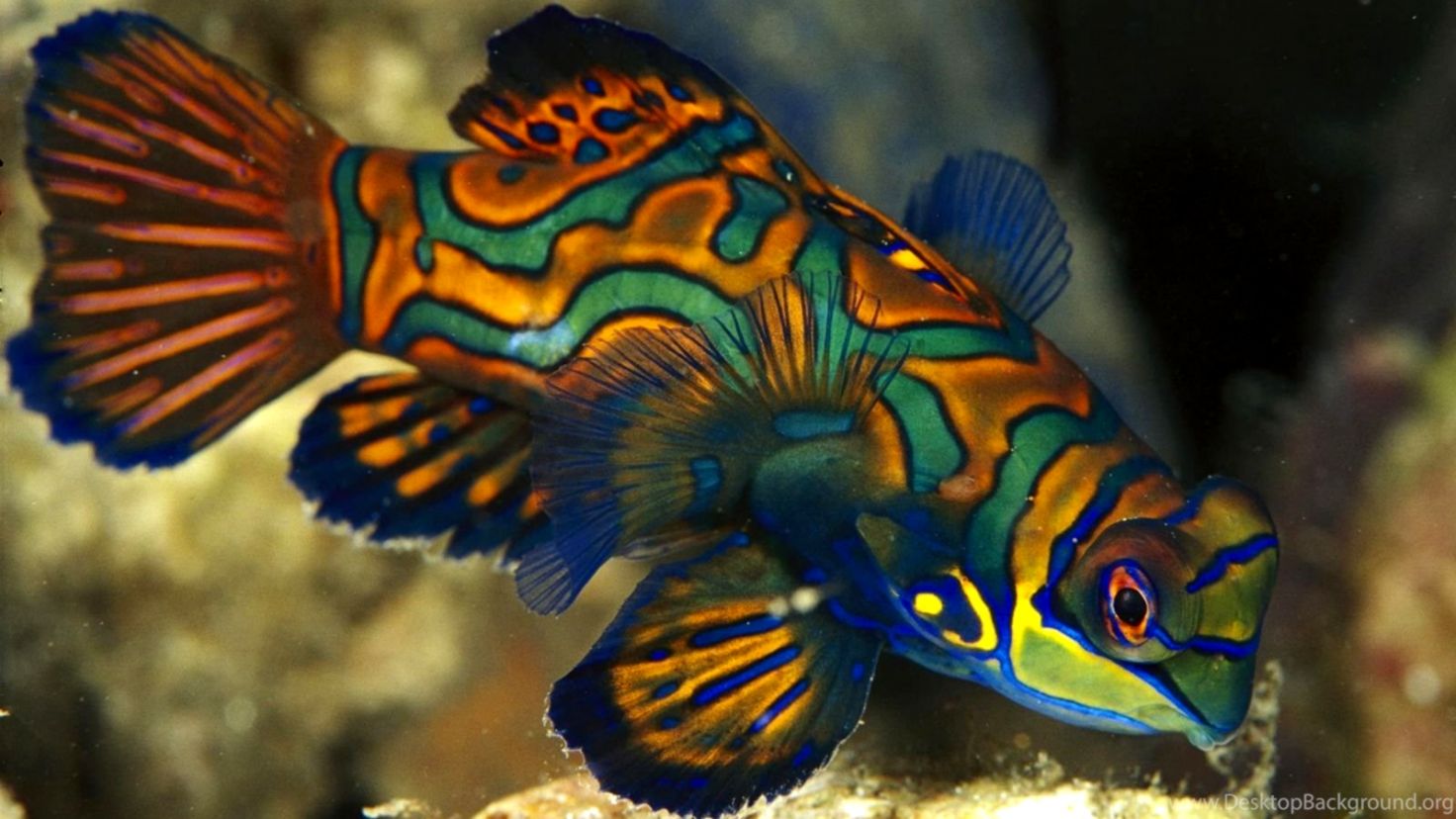 Ocean Life Hd Images 3d Fish Wallpapers Desktop Finehdwallpaperr - Beautiful Mandarin Fish - HD Wallpaper 