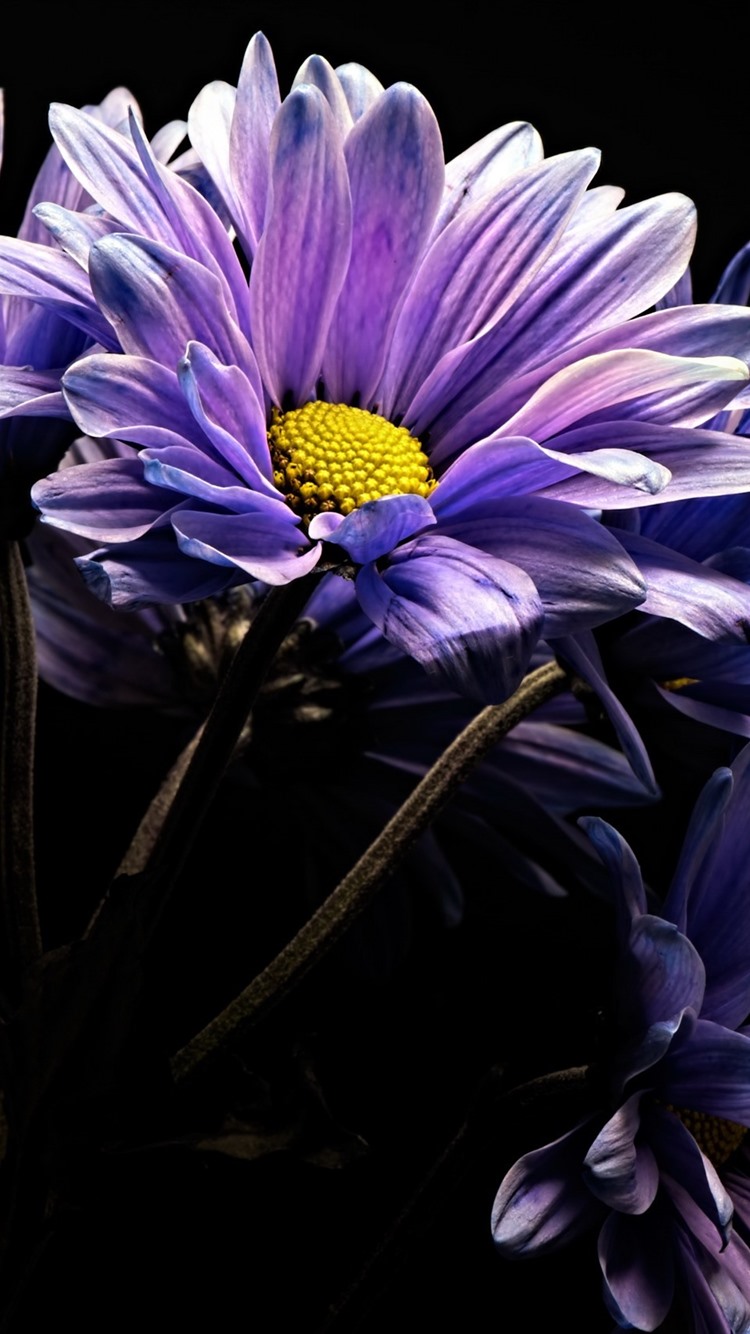 Purple Flower Black Background