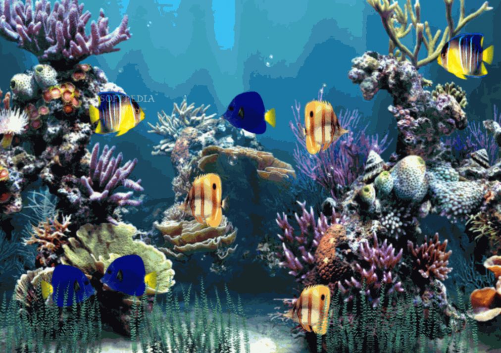 Download Aquarium Animated Wallpaper - Moving Fish Tank Background Gif -  1012x713 Wallpaper 