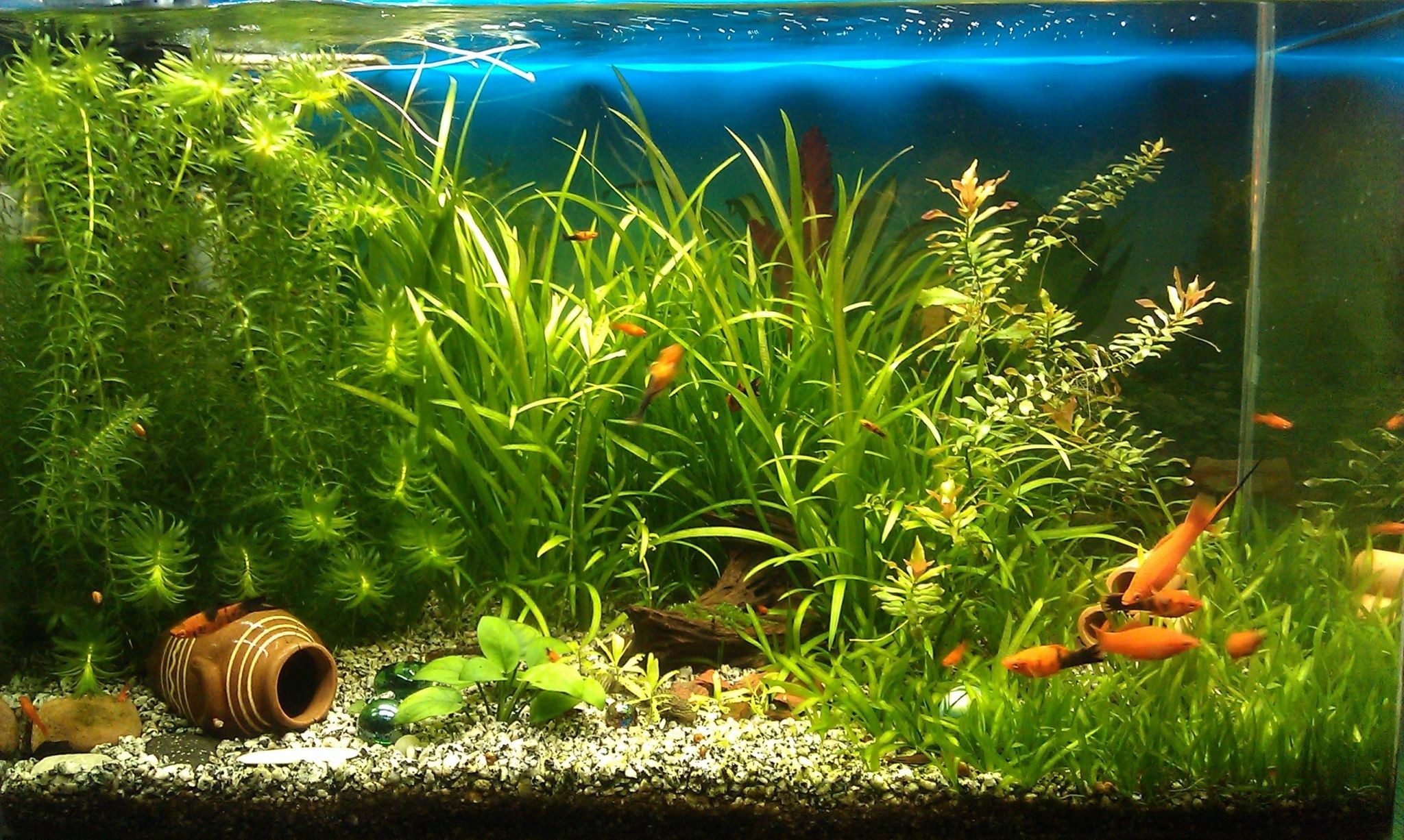 1920x1200, New Fish Wallpapers Collection  - Aquarium Wallpaper Hd - 2048x1226 Wallpaper 1920x1200, New Fish Wallpapers Collection  - Aquarium Wallpaper Hd - 2048x1226 Wallpaper