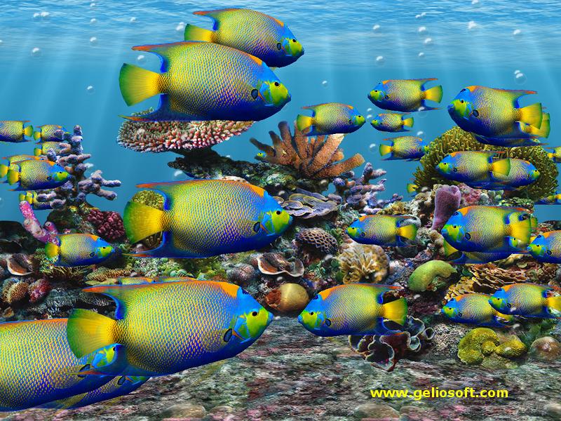 School Of Queen Angelfish - HD Wallpaper 