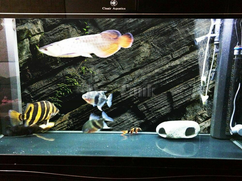 Image Is Loading - Aquarium - HD Wallpaper 